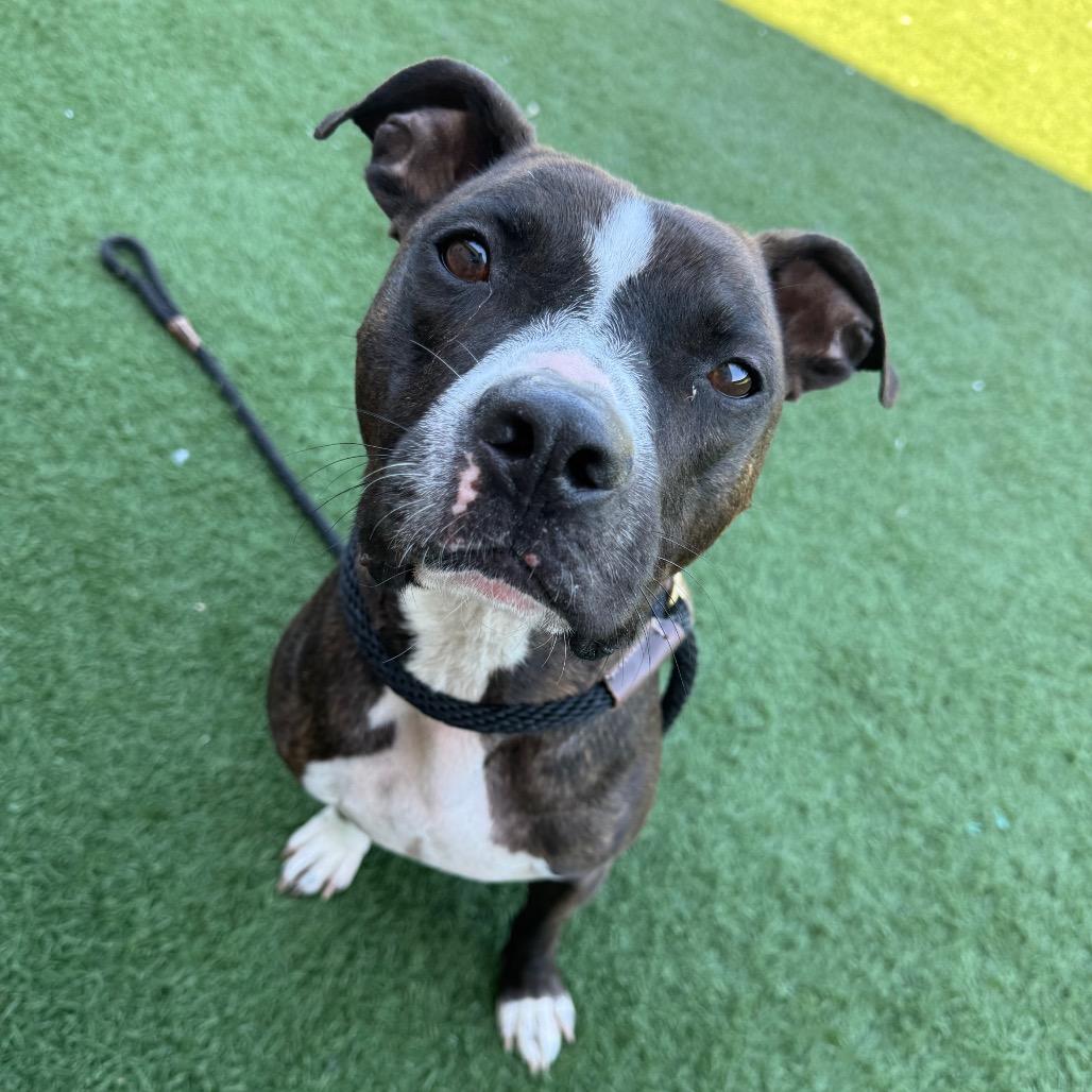 Enlarge Rocky, a Adoptable mixed breed in Canton, IL image 2/6