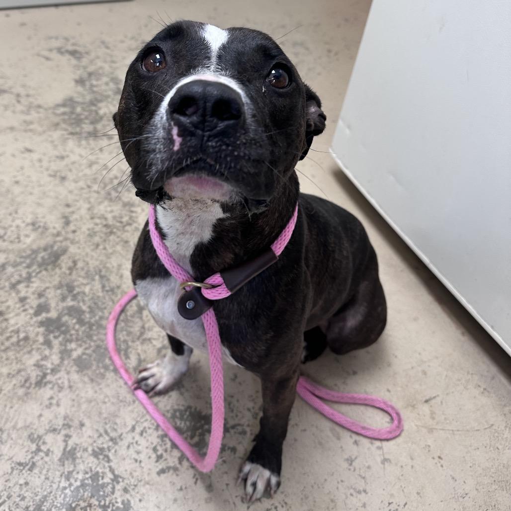 Enlarge Rocky, a Adoptable mixed breed in Canton, IL image 3/6