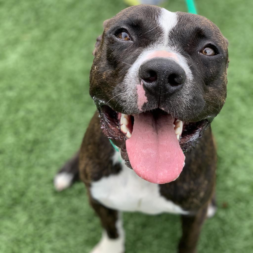 Enlarge Rocky, a Adoptable mixed breed in Canton, IL image 4/6