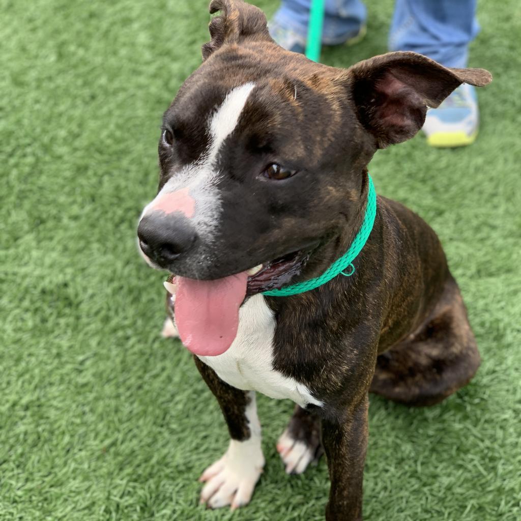 Enlarge Rocky, a Adoptable mixed breed in Canton, IL image 5/6