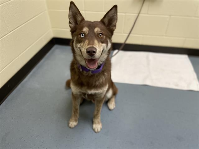 JAVA, Adoptable, Young Male Siberian Husky & Australian Cattle Dog / Blue Heeler.