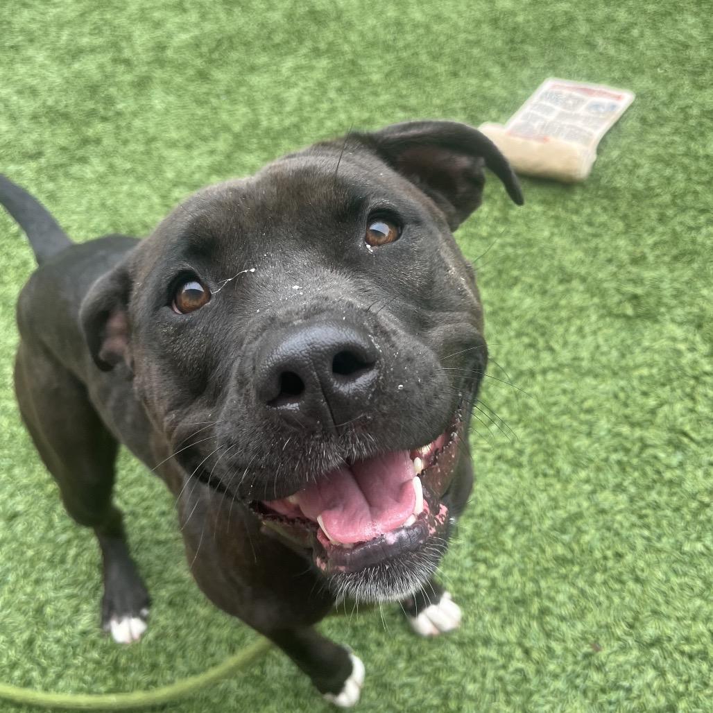 Pebbles, a Adoptable Pit Bull Terrier in Belleville, IL image 1/6