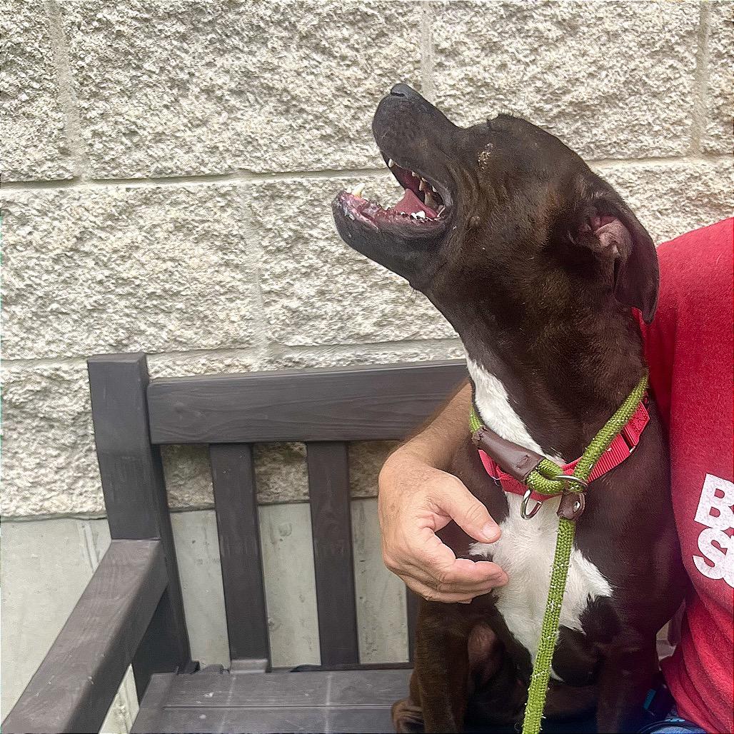 Pebbles, a Adoptable Pit Bull Terrier in Belleville, IL image 2/6