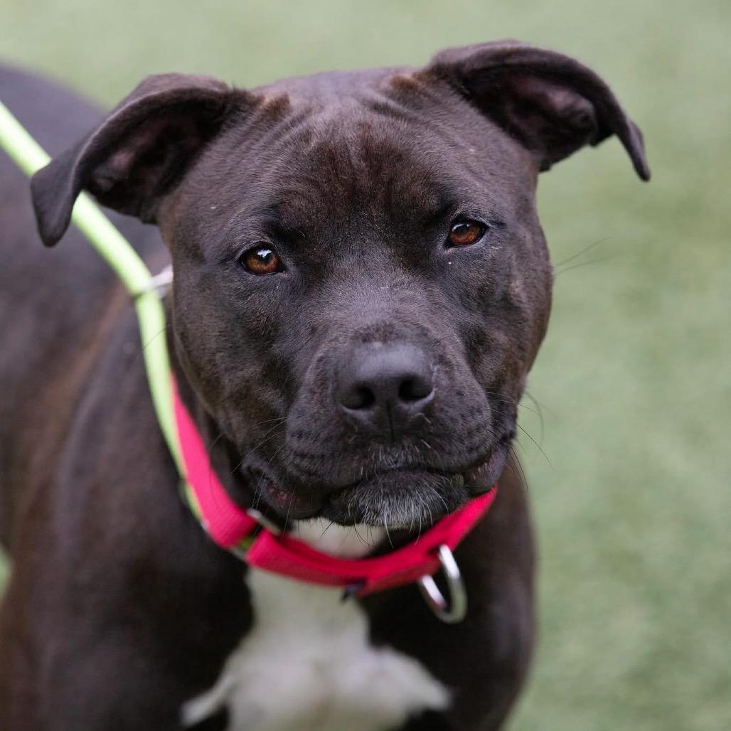 Pebbles, a Adoptable Pit Bull Terrier in Belleville, IL image 3/6
