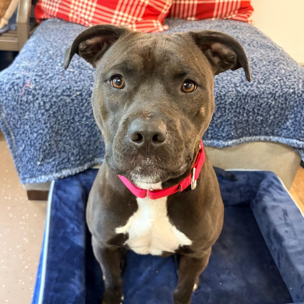 Pebbles, a Adoptable Pit Bull Terrier in Belleville, IL image 4/6