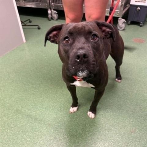 Pebbles, a Adoptable Pit Bull Terrier in Belleville, IL image 5/6