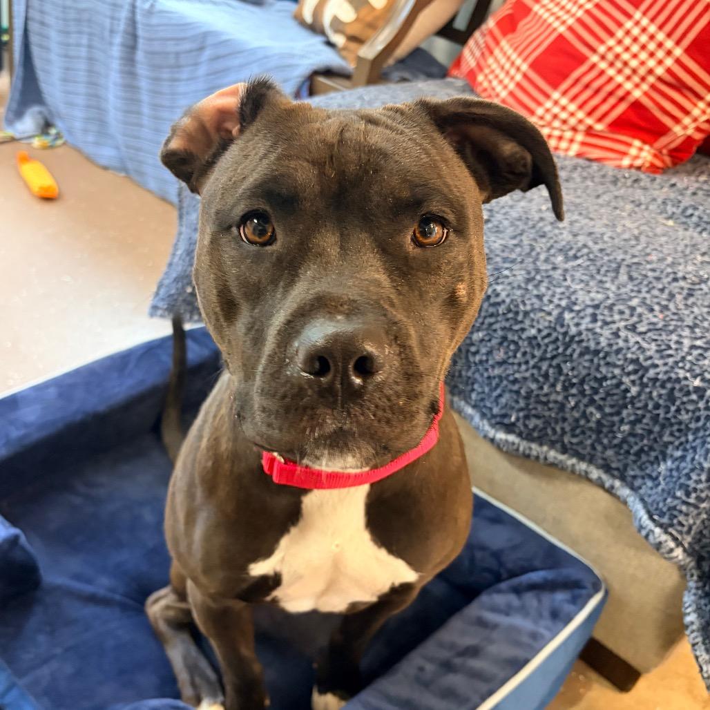 Pebbles, a Adoptable Pit Bull Terrier in Belleville, IL image 6/6