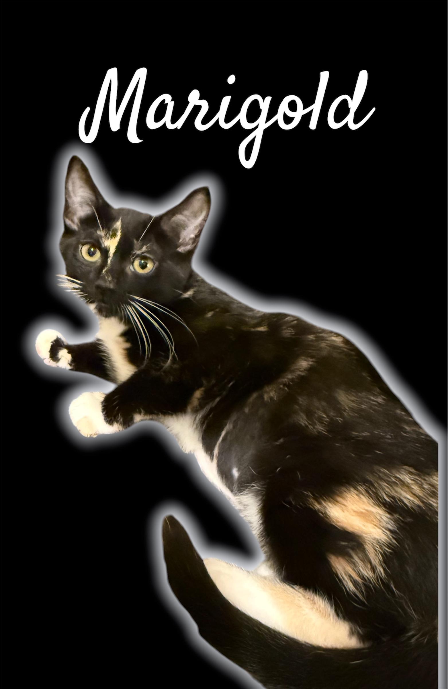 Enlarge Marigold, an adopted Domestic Short Hair in Auburn, CA image 1/1