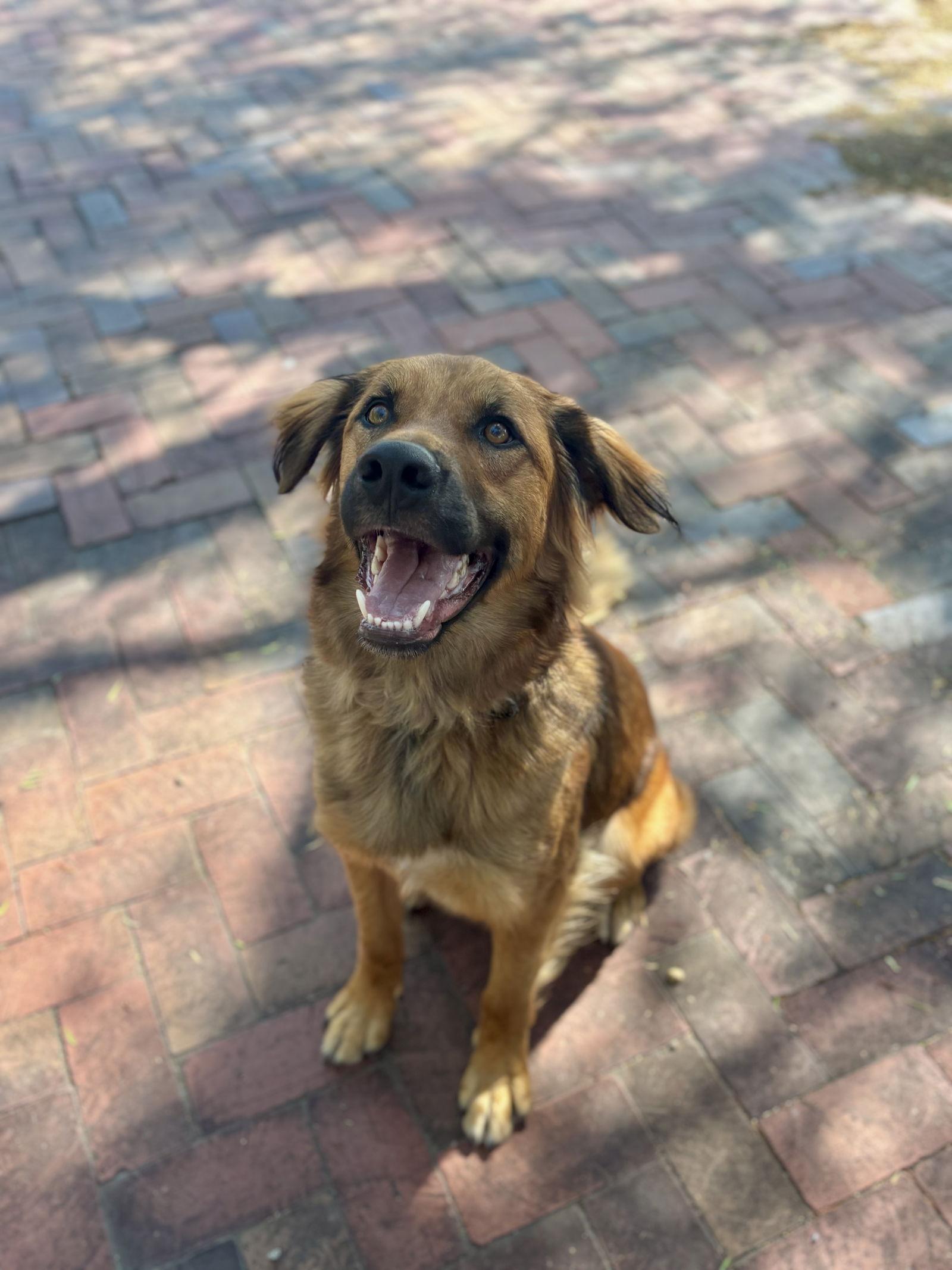 Enlarge Rudy, a Adoptable Shepherd in San Diego, CA image 1/3