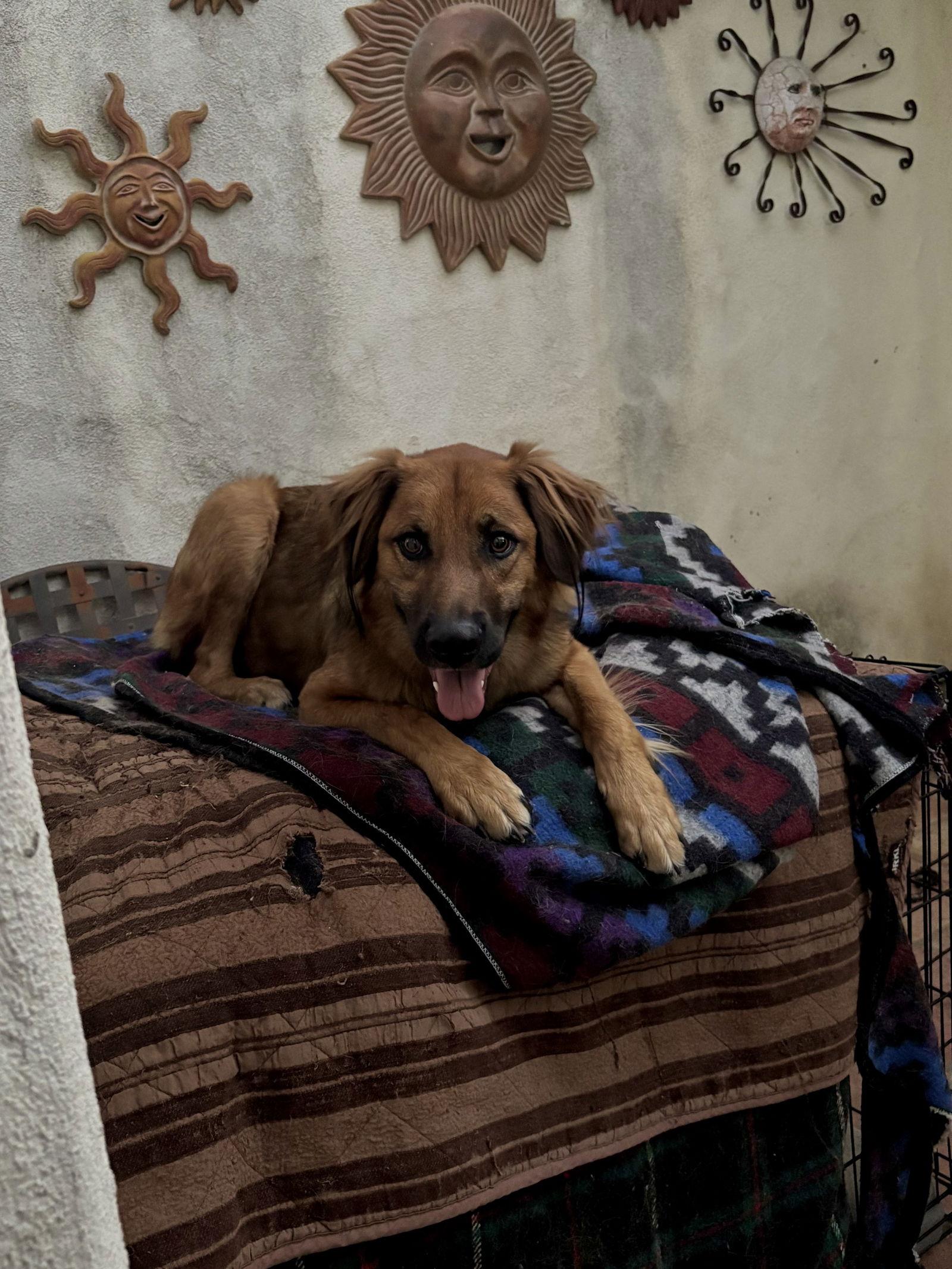 Enlarge Rudy, a Adoptable Shepherd in San Diego, CA image 2/3