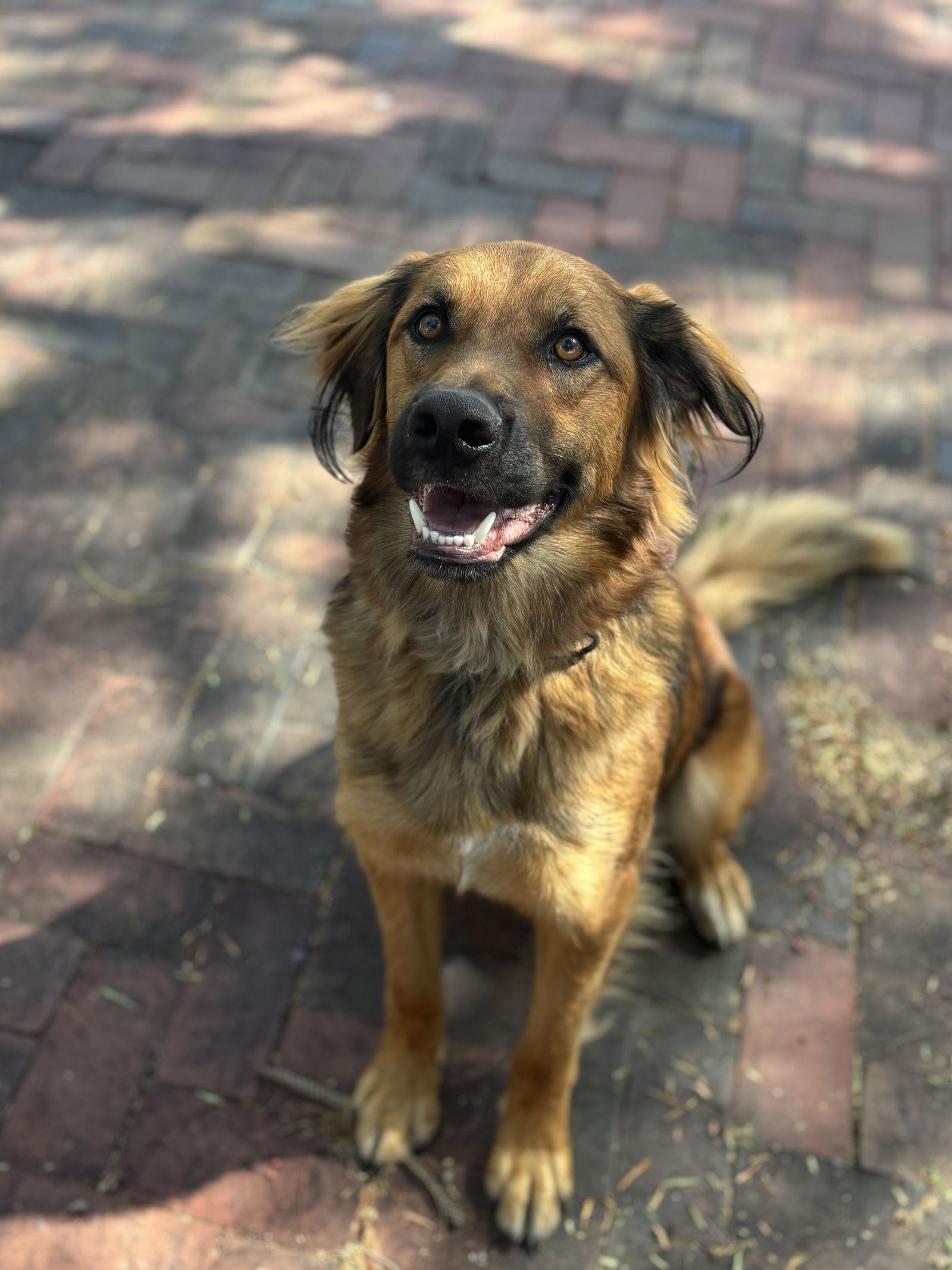 Enlarge Rudy, a Adoptable Shepherd in San Diego, CA image 3/3
