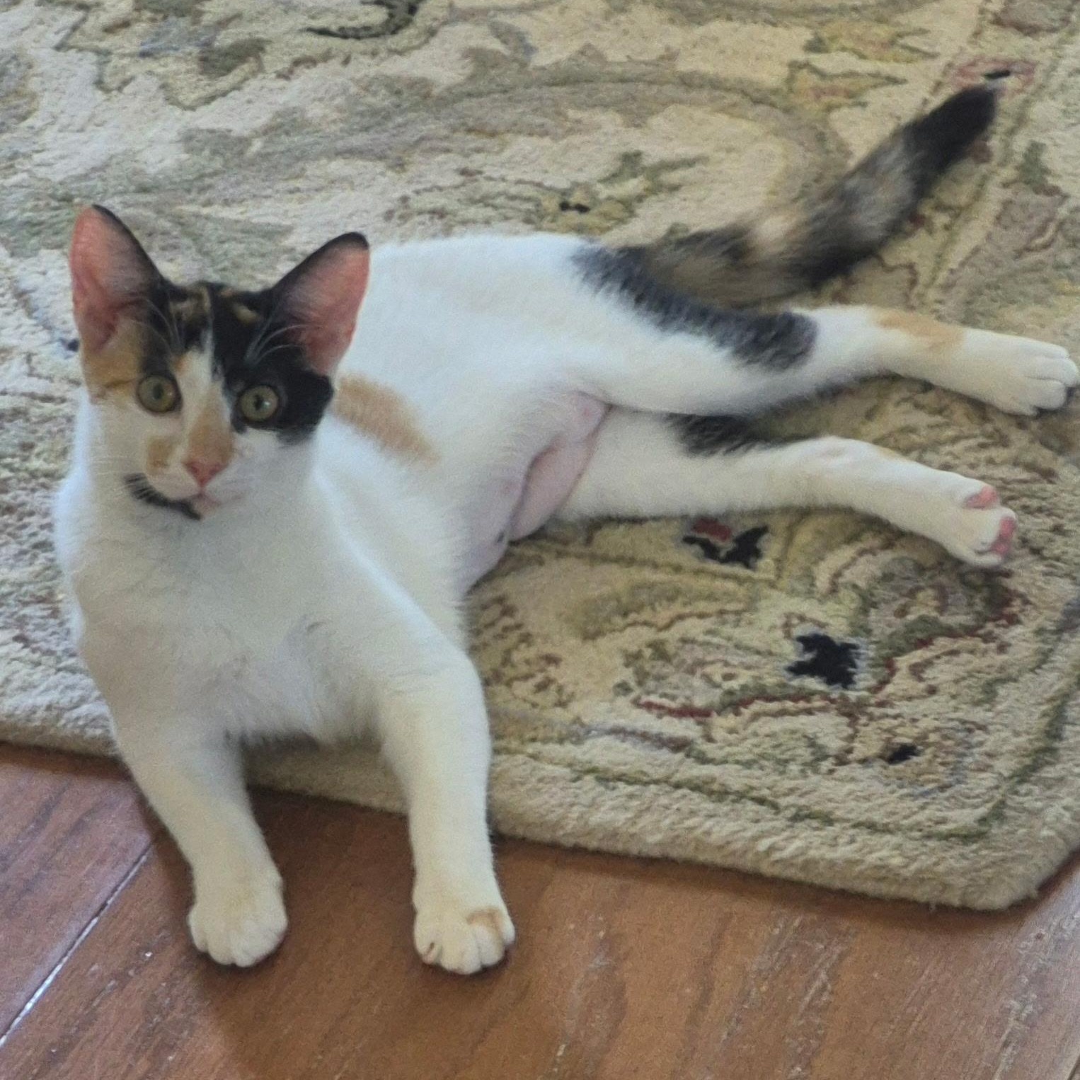Heidi, Adoptable, Kitten Female Domestic Short Hair.