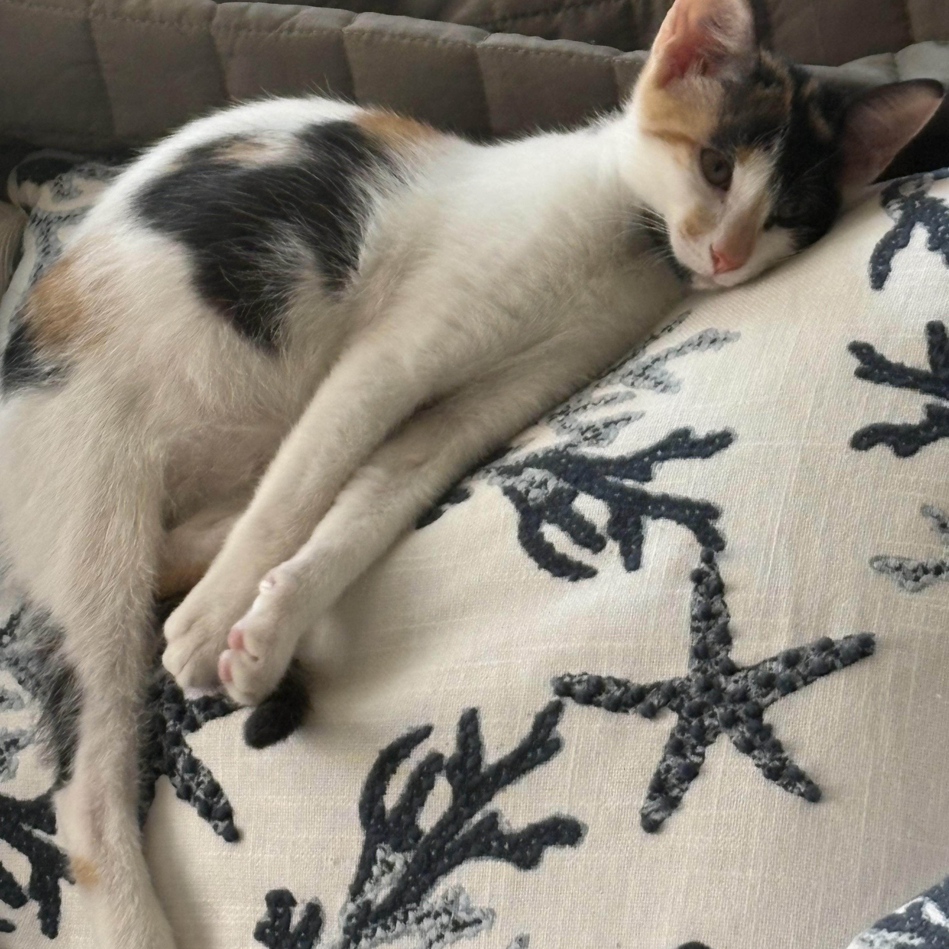 Enlarge Heidi, a Adoptable Domestic Short Hair in Beaufort, SC image 2/6