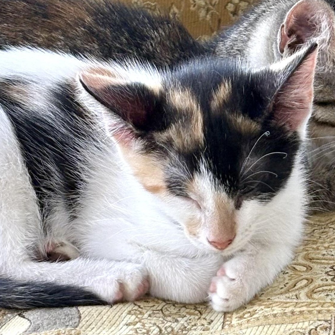 Enlarge Heidi, a Adoptable Domestic Short Hair in Beaufort, SC image 5/6