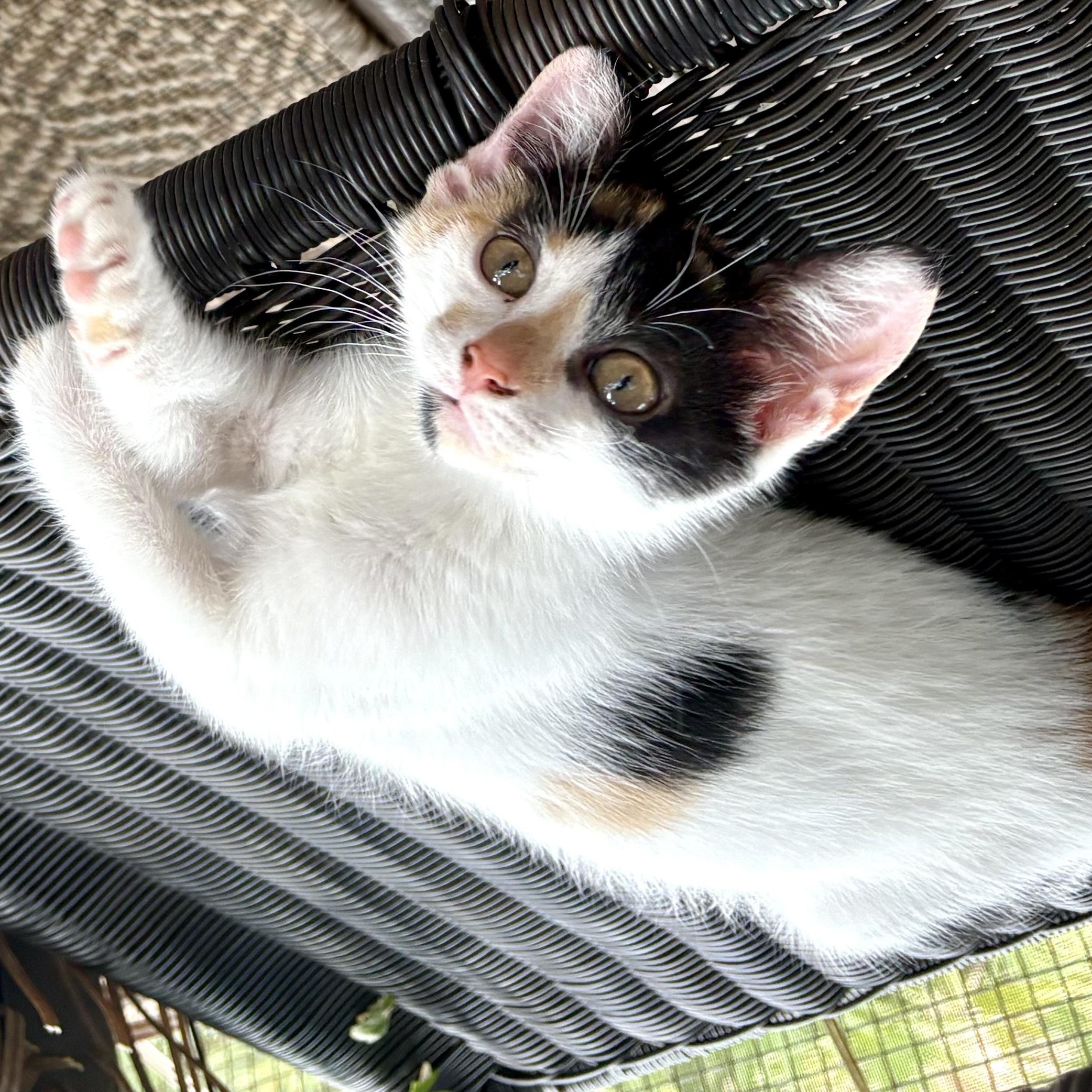 Enlarge Heidi, a Adoptable Domestic Short Hair in Beaufort, SC image 4/6