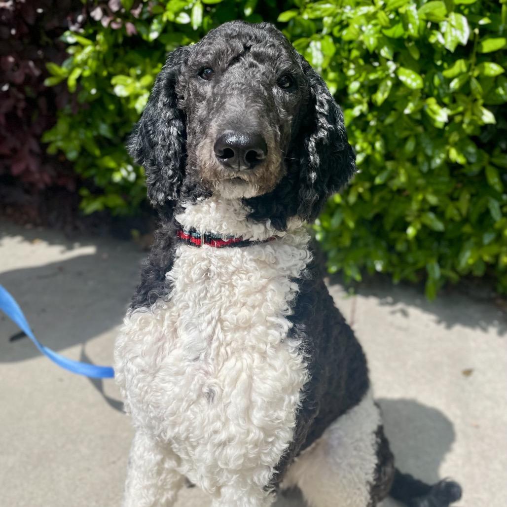 Asher, Adoptable, Young Male Standard Poodle.