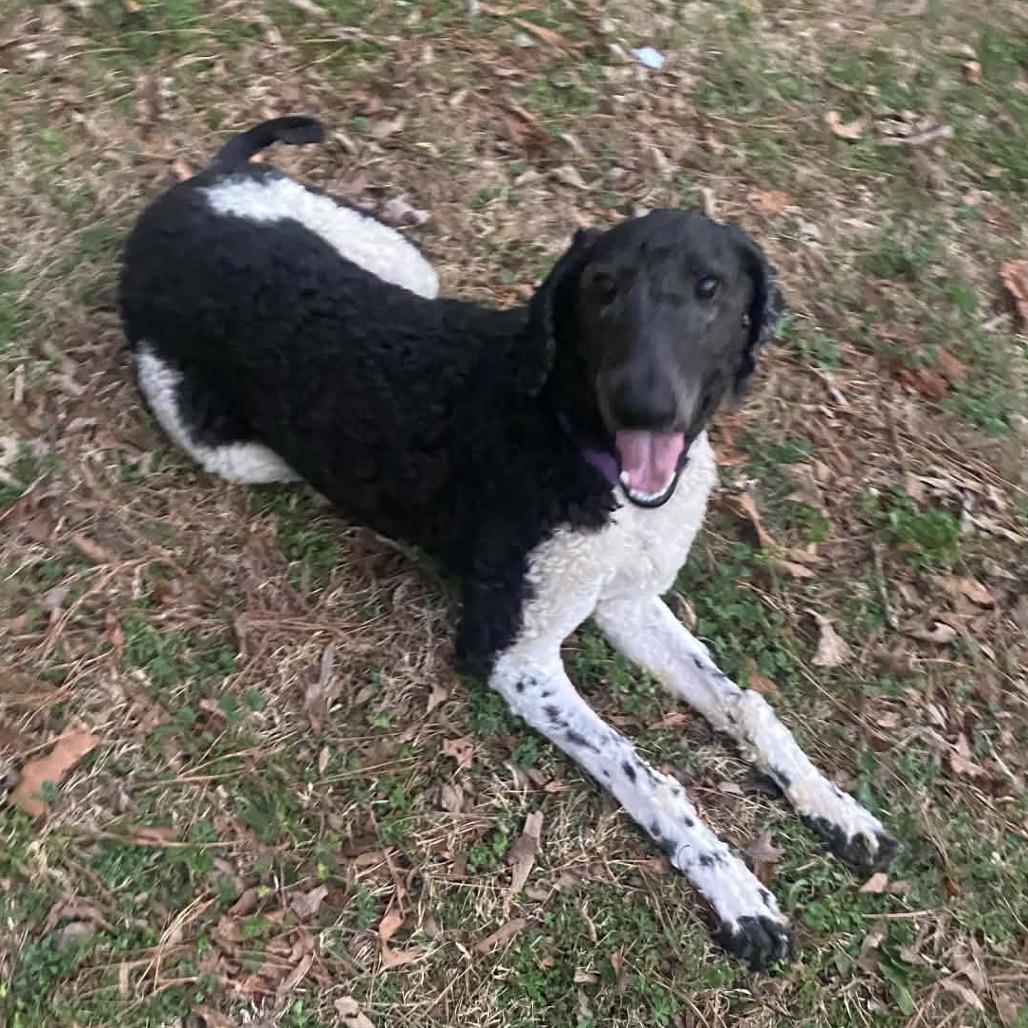 Enlarge Asher, a Adoptable Standard Poodle in Fayetteville, GA image 1/6