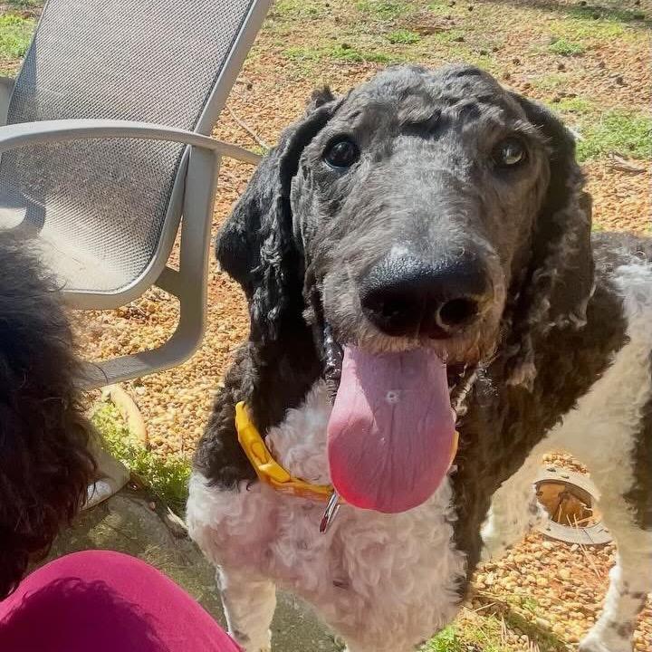 Enlarge Asher, a Adoptable Standard Poodle in Fayetteville, GA image 2/6