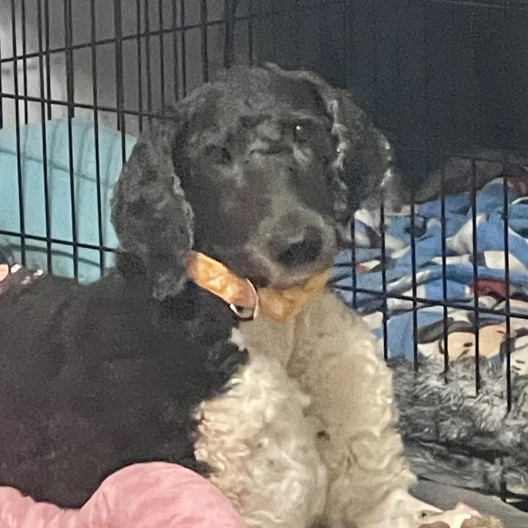 Enlarge Asher, a Adoptable Standard Poodle in Fayetteville, GA image 3/6