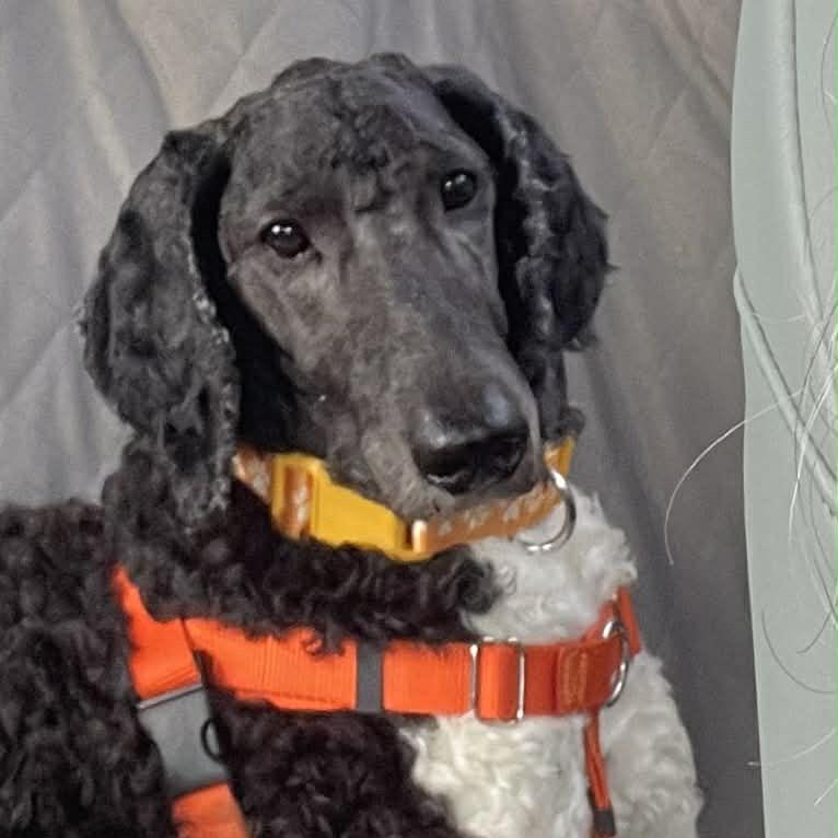 Enlarge Asher, a Adoptable Standard Poodle in Fayetteville, GA image 3/6