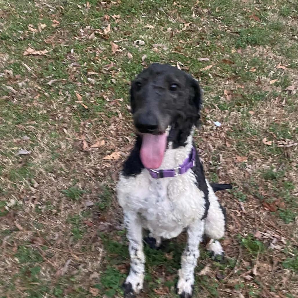 Enlarge Asher, a Adoptable Standard Poodle in Fayetteville, GA image 4/6