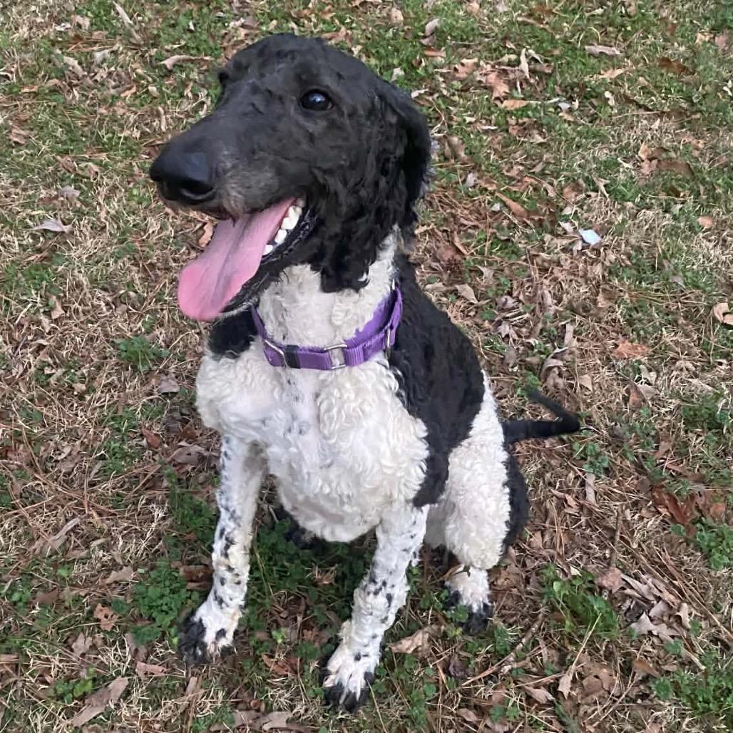 Enlarge Asher, a Adoptable Standard Poodle in Fayetteville, GA image 5/6