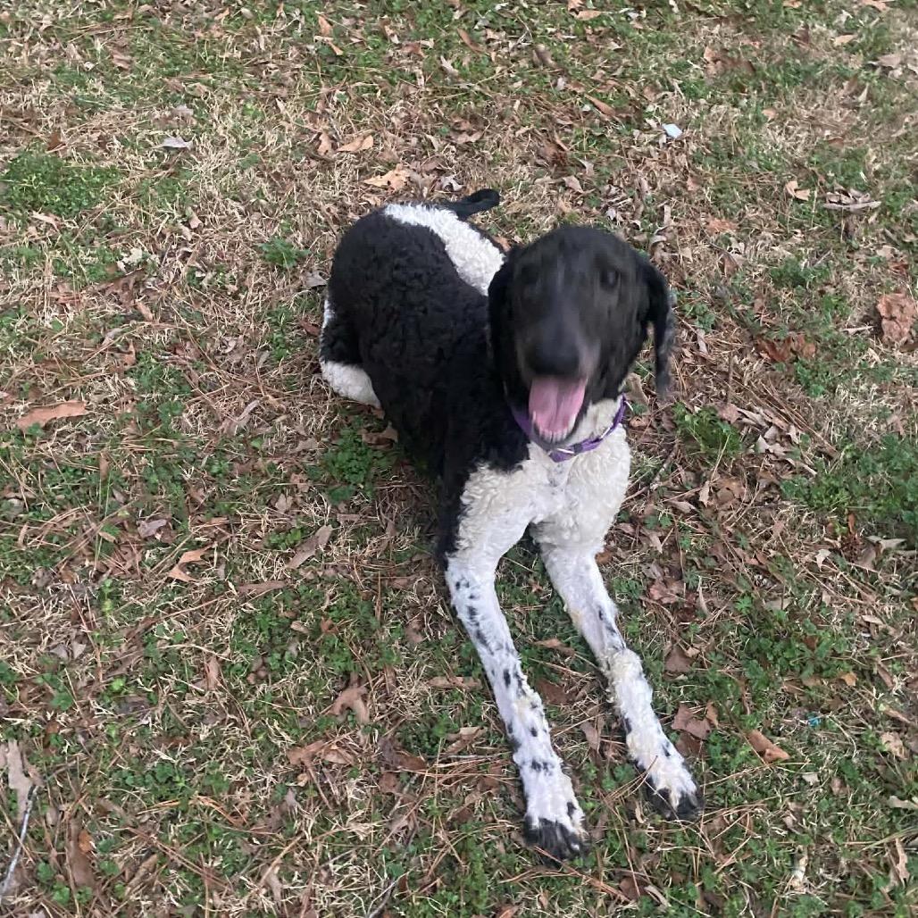 Enlarge Asher, a Adoptable Standard Poodle in Fayetteville, GA image 6/6