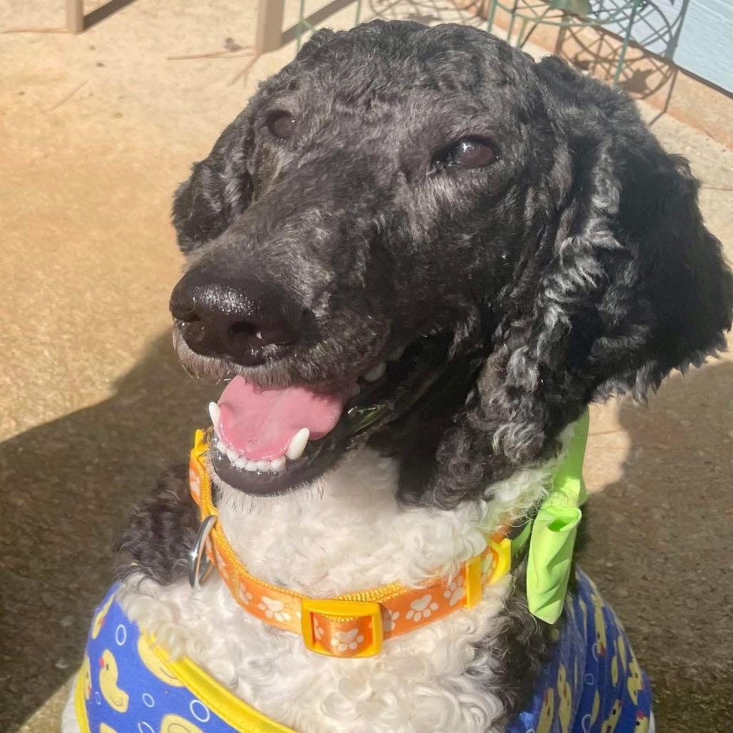 Enlarge Asher, a Adoptable Standard Poodle in Fayetteville, GA image 5/6