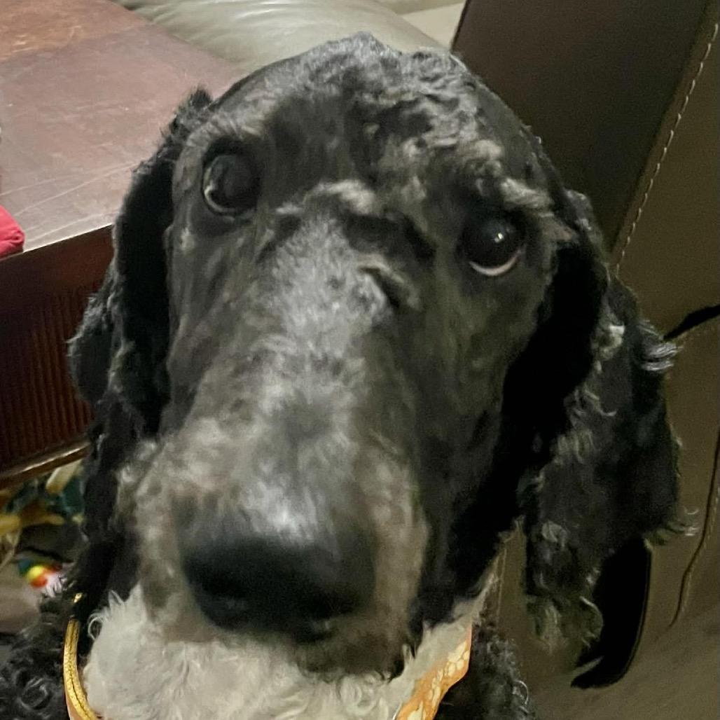 Enlarge Asher, a Adoptable Standard Poodle in Fayetteville, GA image 6/6