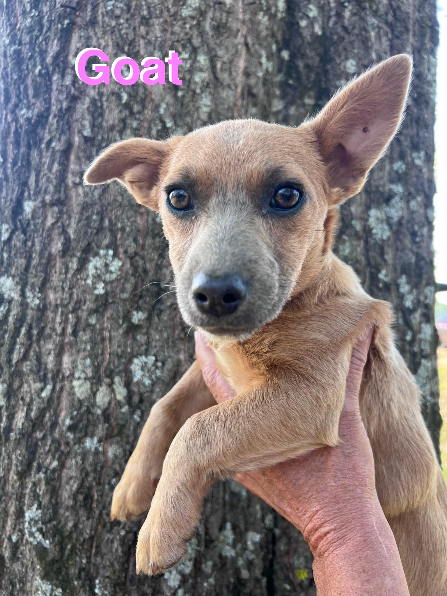 Goat, Adopted, Young Female Chihuahua & Dachshund.