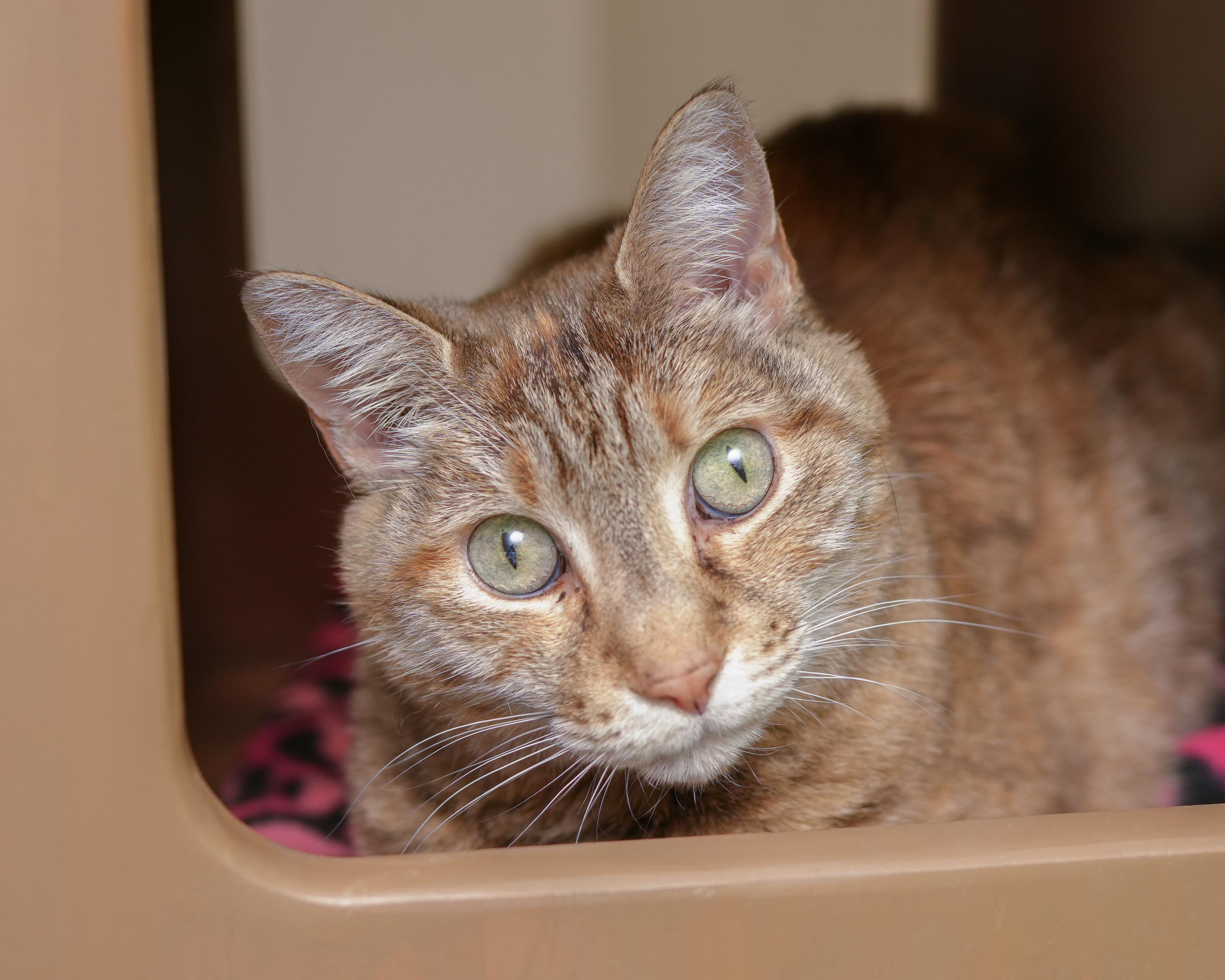 Octavia, ADOPTABLE, Adult Female Domestic Short Hair.