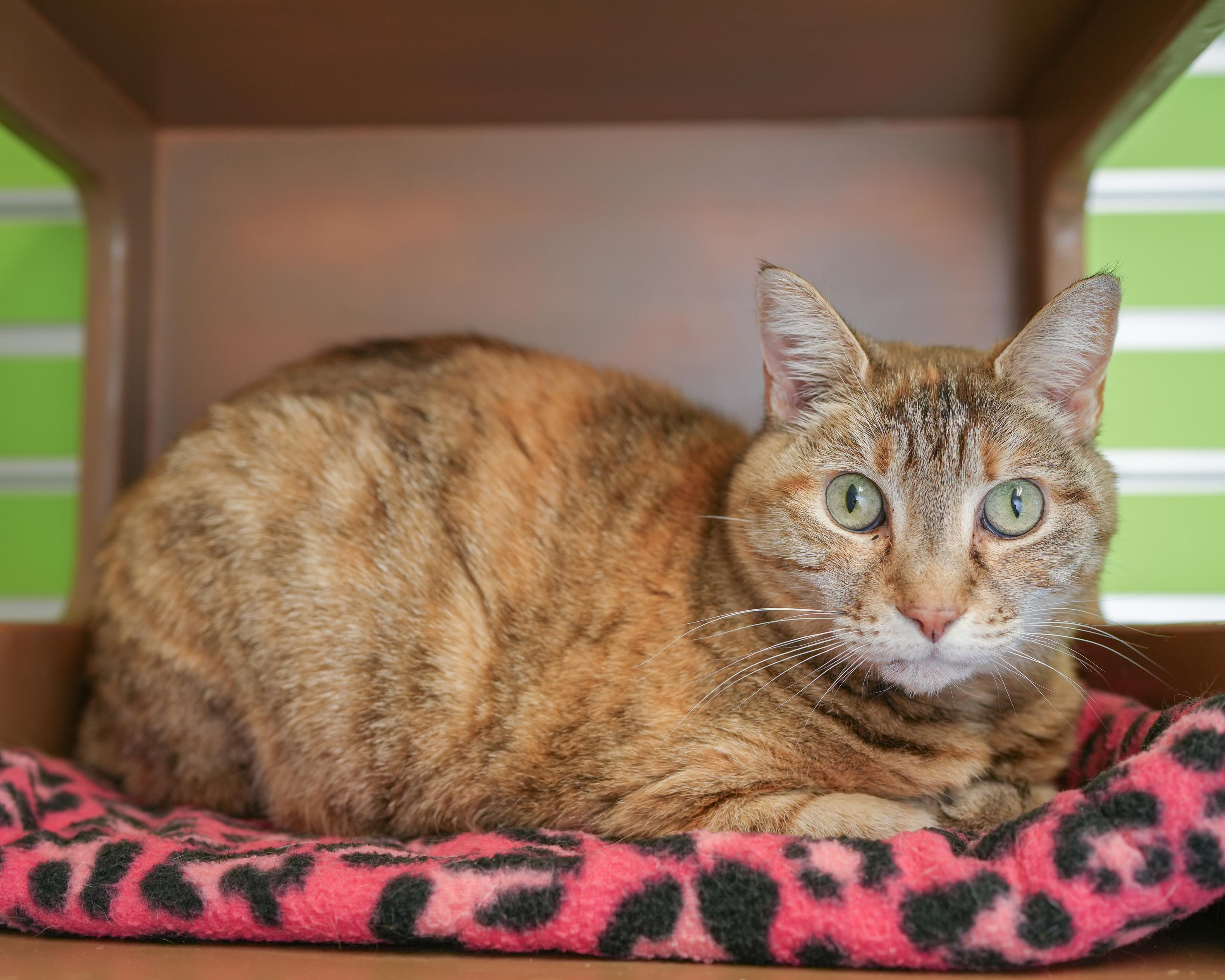 Octavia, a ADOPTABLE Domestic Short Hair in Boise, ID image 3/3