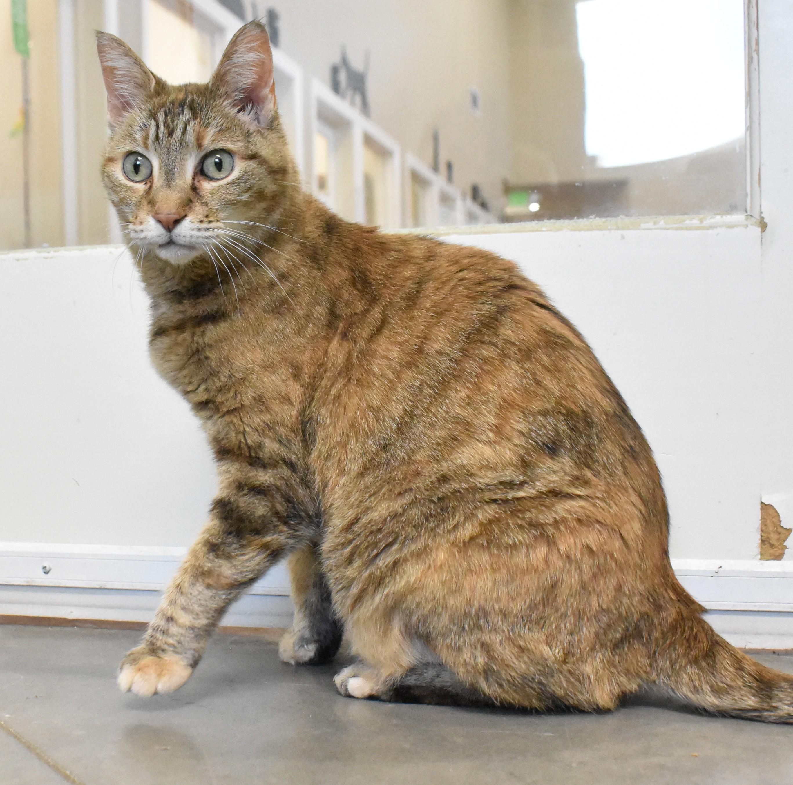 Octavia, a ADOPTABLE Domestic Short Hair in Boise, ID image 2/3