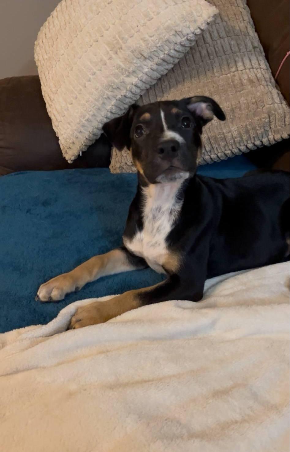 Onyx, a Adoptable mixed breed in Colleyville, TX image 1/5