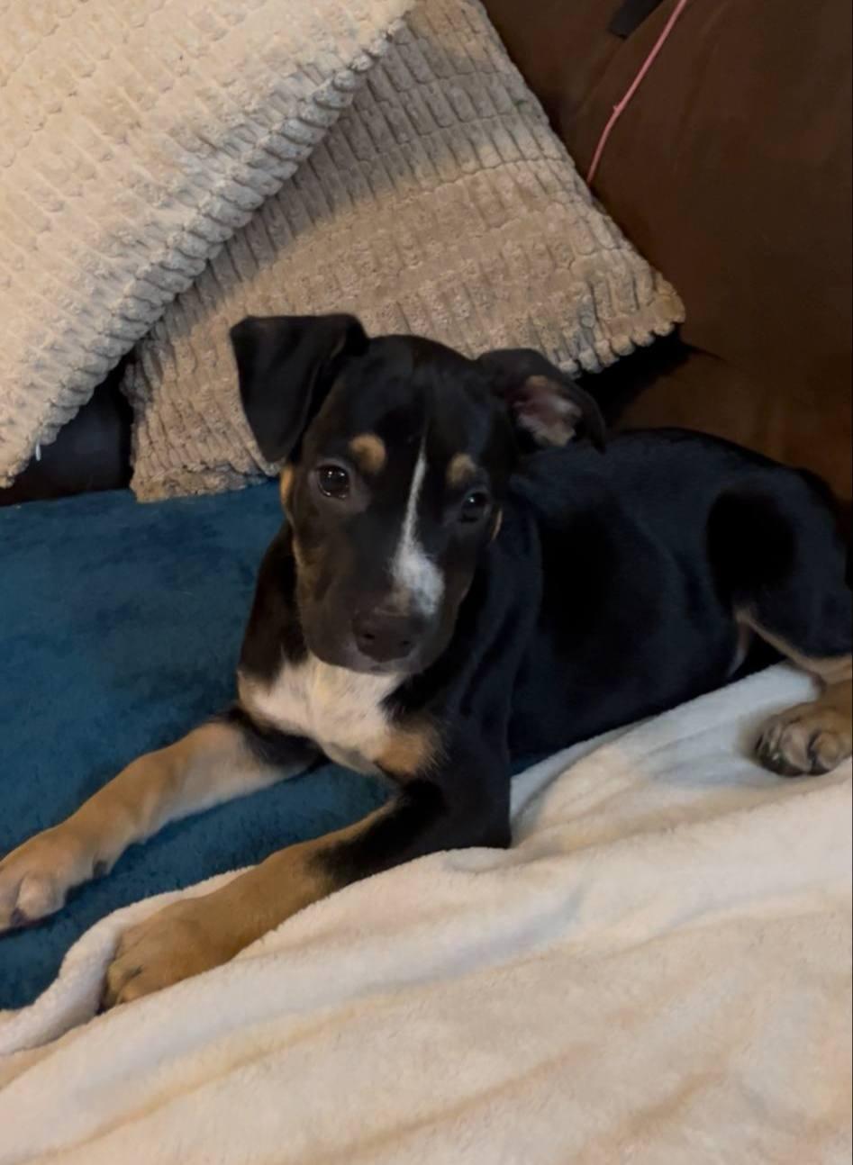 Onyx, a Adoptable mixed breed in Colleyville, TX image 2/5