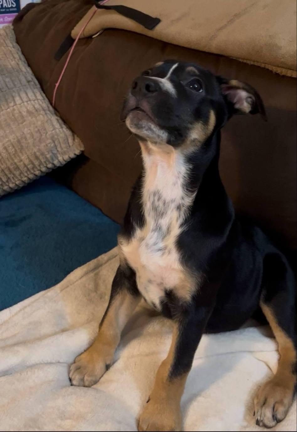 Onyx, a Adoptable mixed breed in Colleyville, TX image 3/5