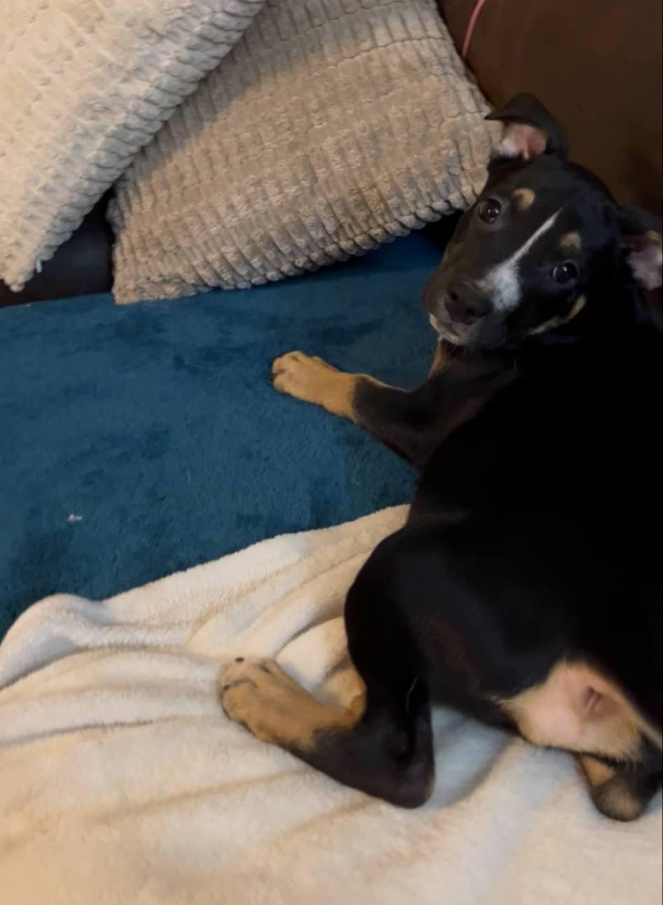 Onyx, a Adoptable mixed breed in Colleyville, TX image 4/5