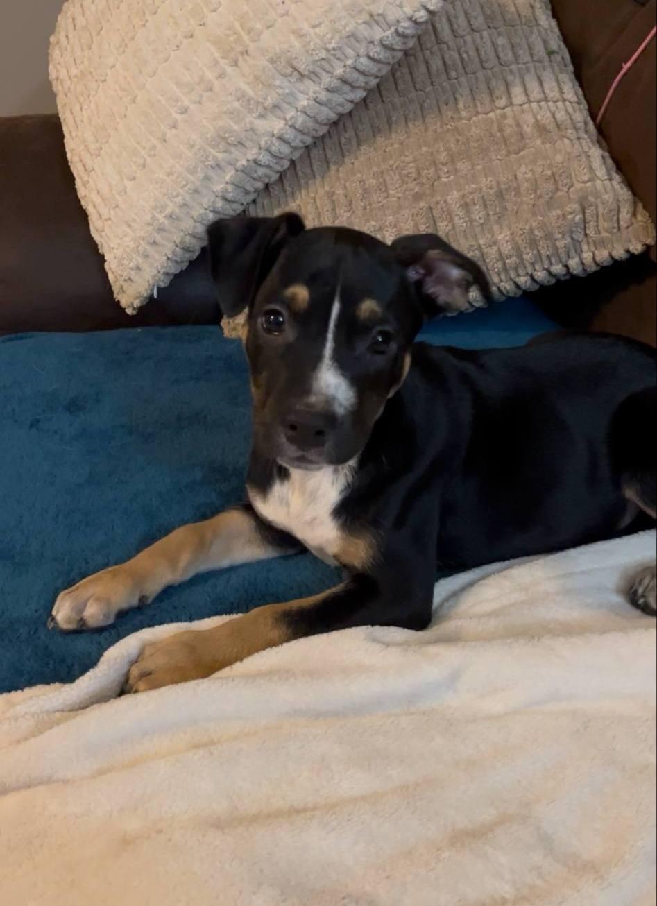 Onyx, a Adoptable mixed breed in Colleyville, TX image 5/5