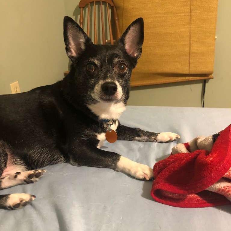 Bama, a Adoptable Chihuahua in Gadsden, AL image 1/4