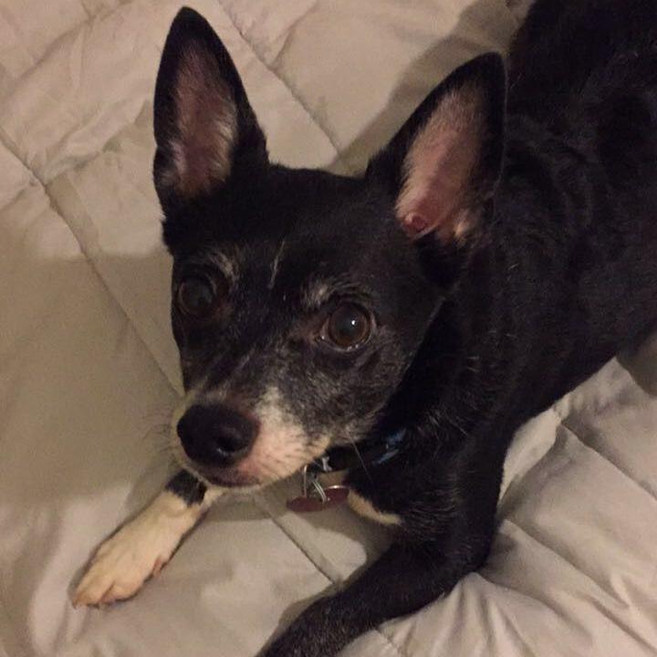 Bama, a Adoptable Chihuahua in Gadsden, AL image 3/4
