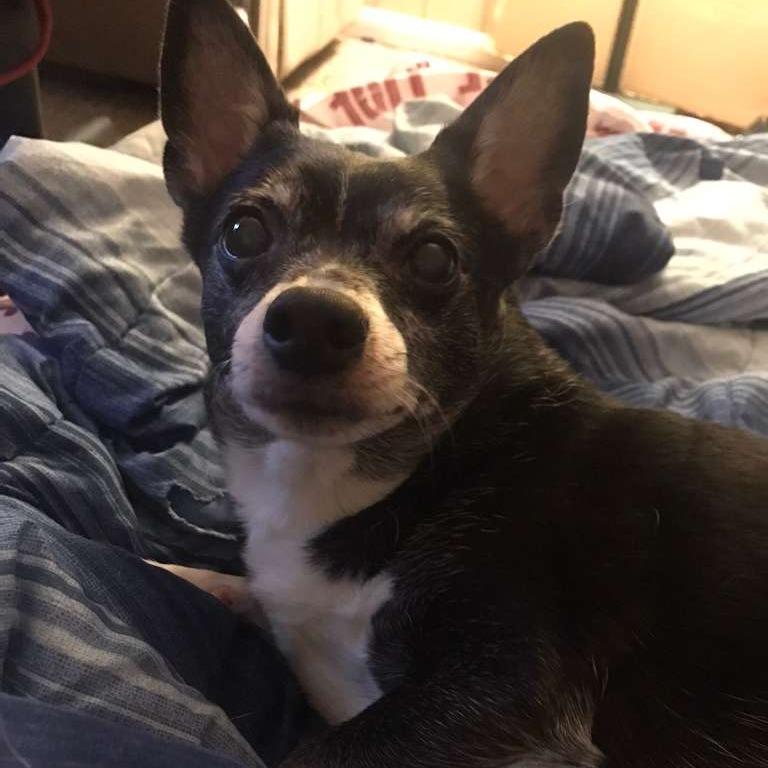 Bama, a Adoptable Chihuahua in Gadsden, AL image 4/4