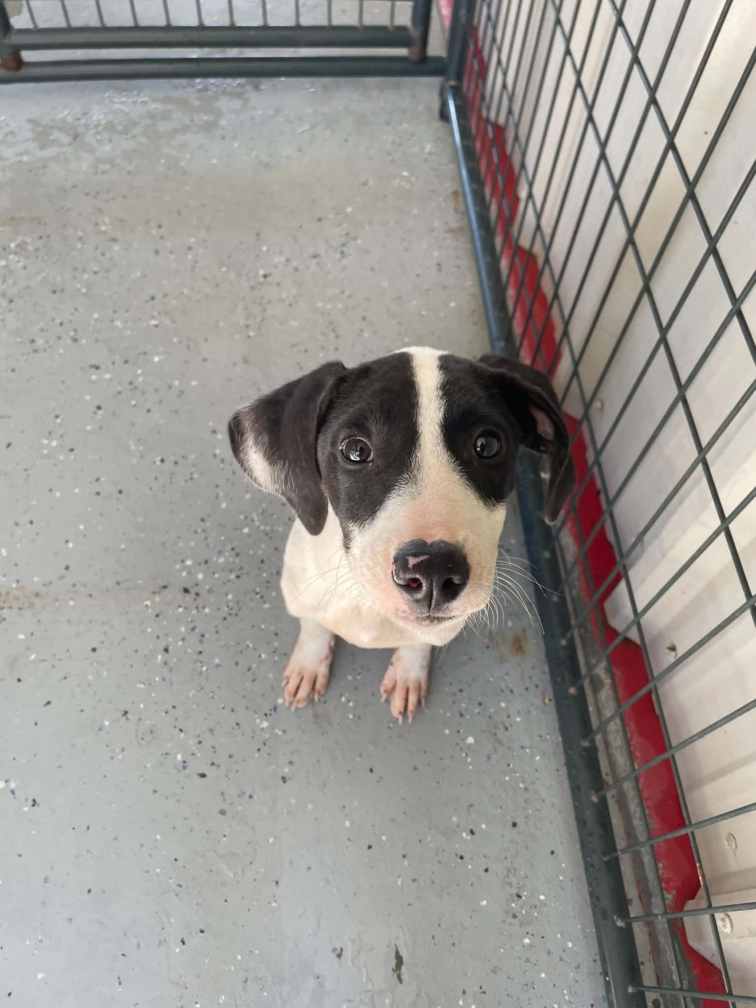 Lexi, Adoptable, Young Female Hound.