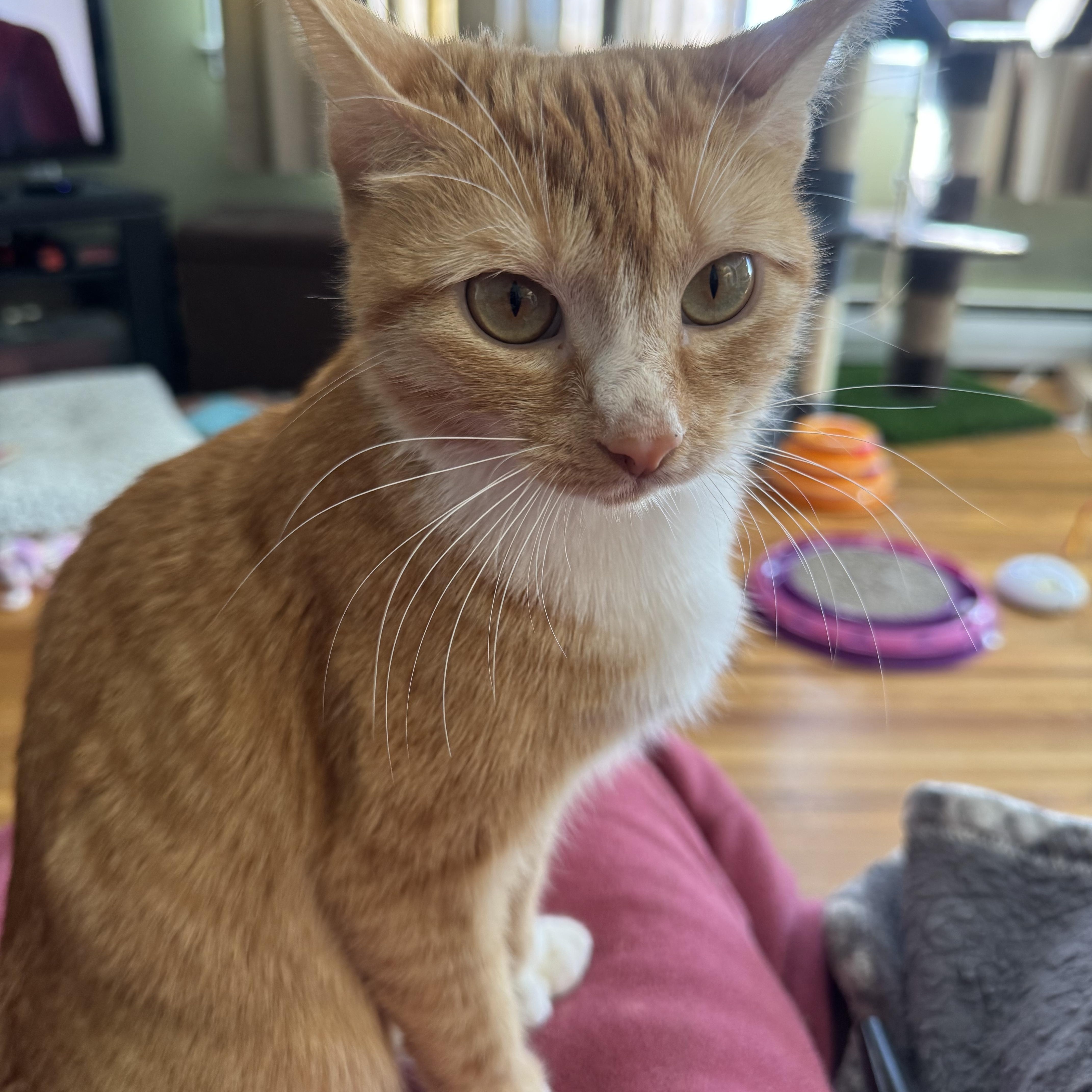 Mini , a ADOPTABLE Domestic Short Hair in Enfield, CT image 2/3