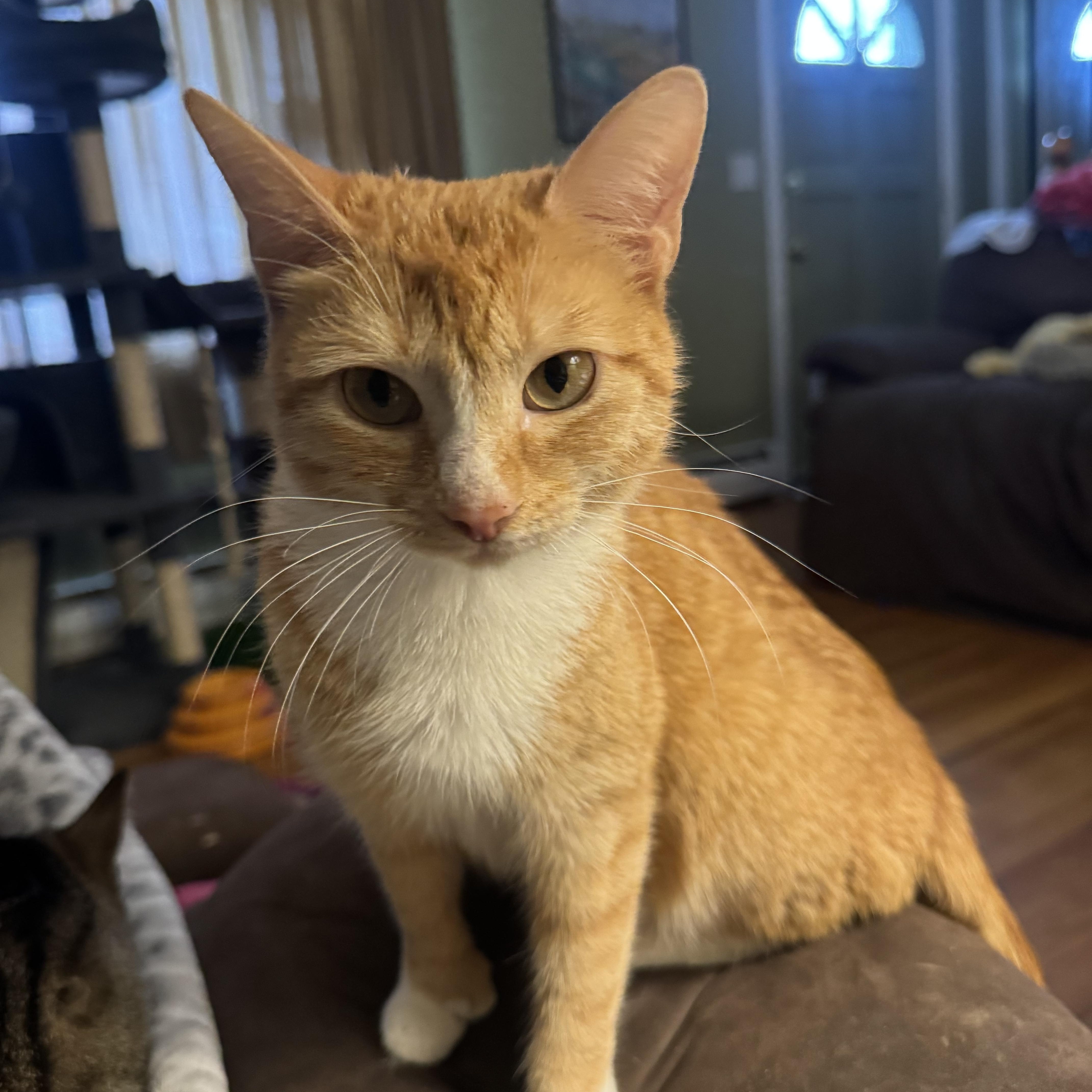 Mini , a ADOPTABLE Domestic Short Hair in Enfield, CT image 3/3