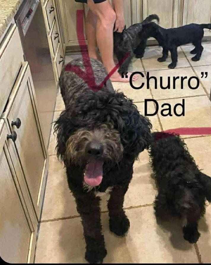 Enlarge Sally, a Adoptable mixed breed in Deerfield, WI image 2/5