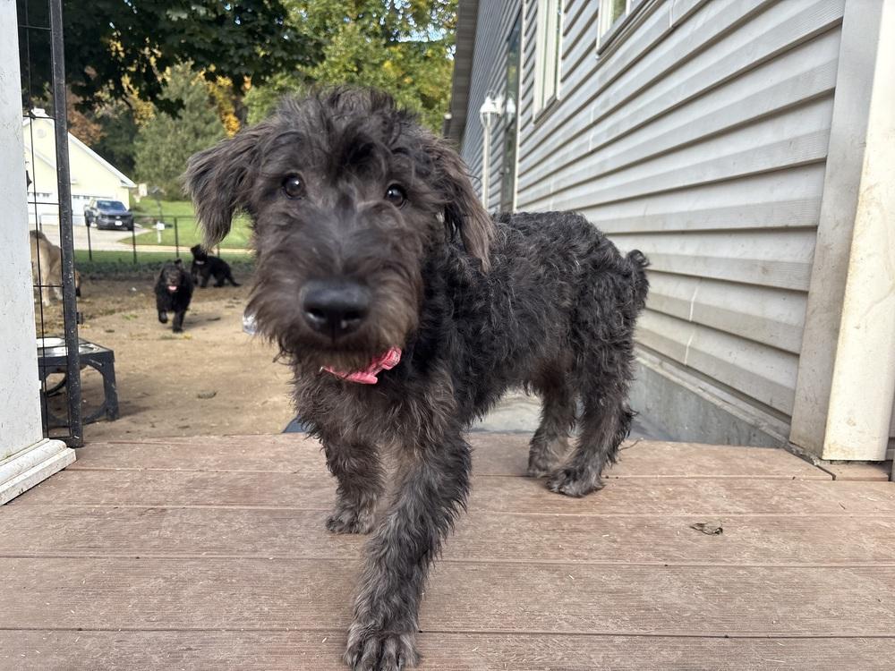 Enlarge Sally, a Adoptable mixed breed in Deerfield, WI image 5/5