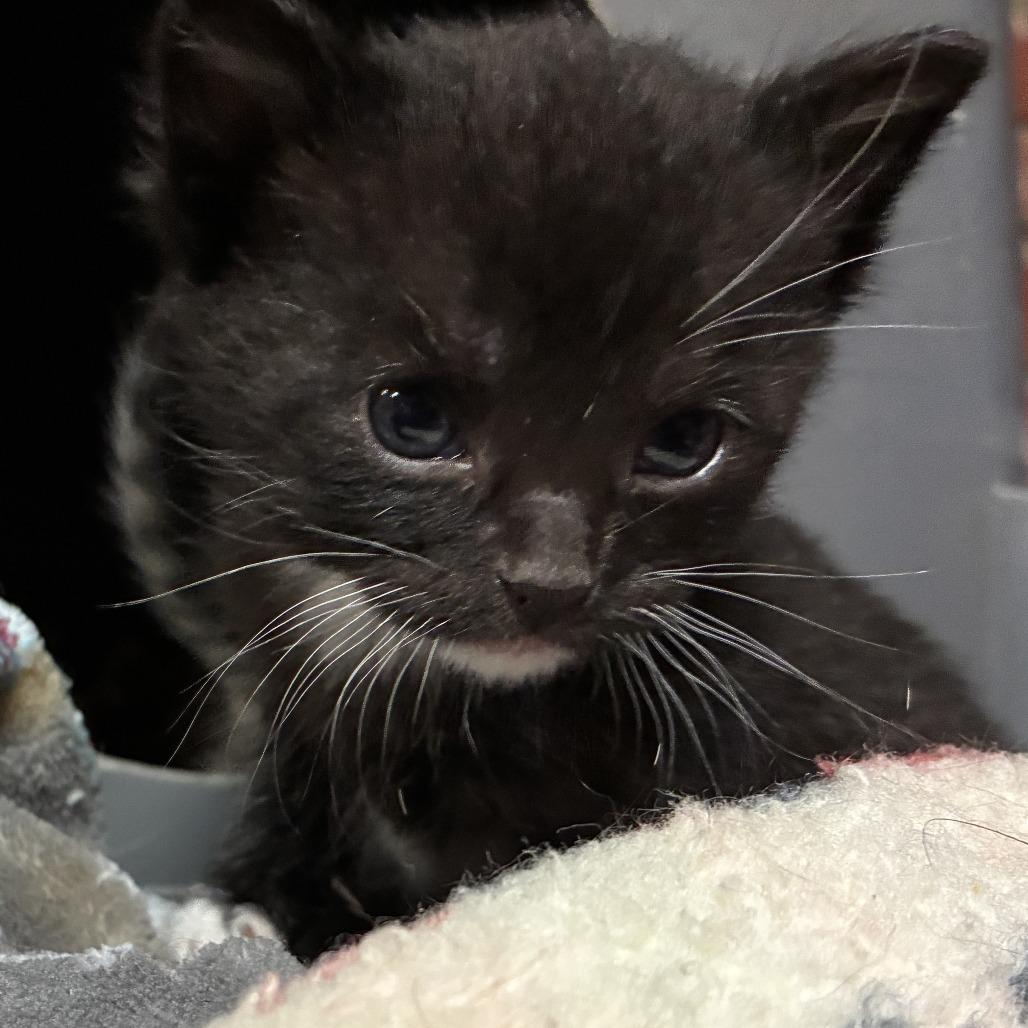 Scone, Adoptable, Kitten Male Domestic Short Hair.