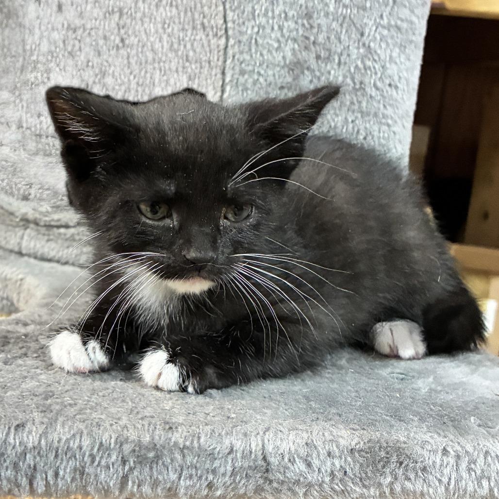 Enlarge Scone, a Adoptable Domestic Short Hair in Ponca City, OK image 2/2