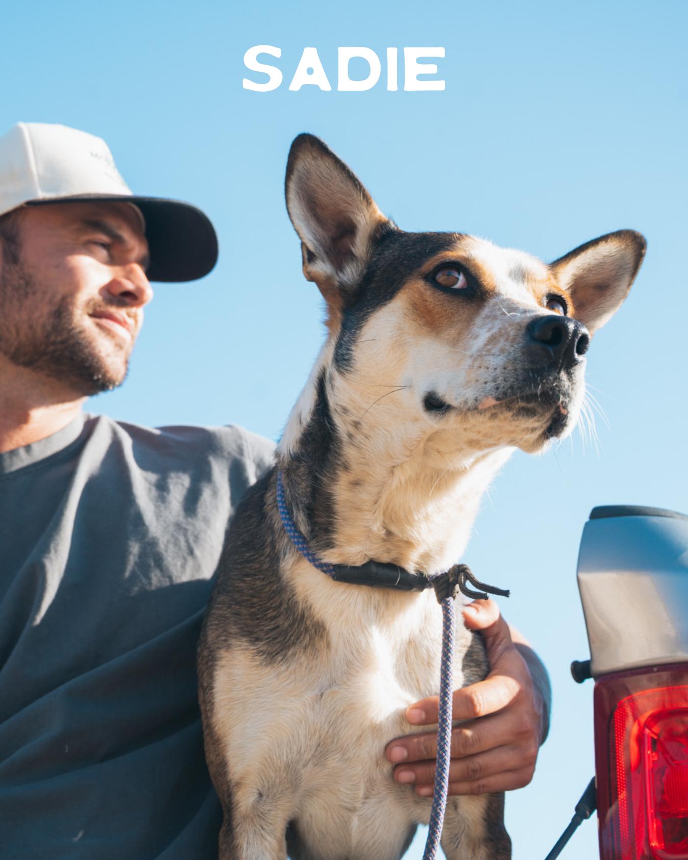 Sadie, Adoptable, Young Female Cattle Dog.