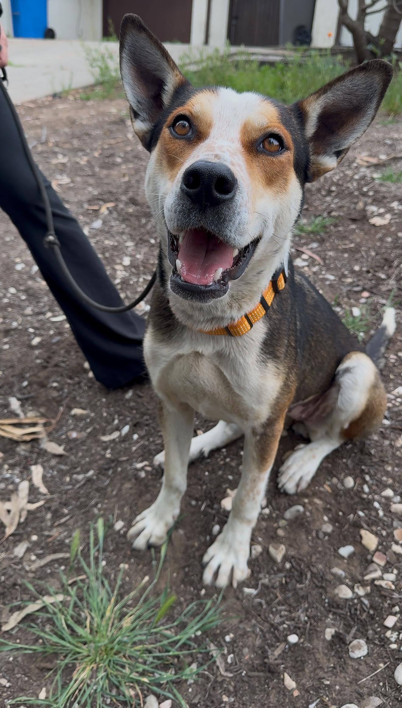 Sadie, a Adoptable mixed breed in Paso Robles, CA image 2/3